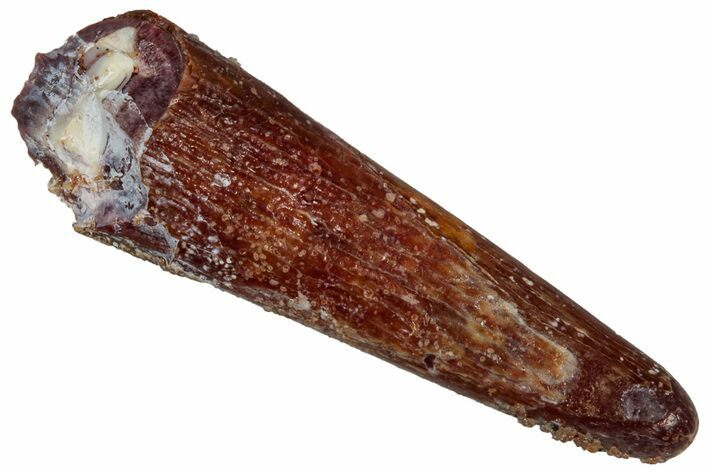 Fossil Pterosaur (Siroccopteryx) Tooth - Morocco #299738